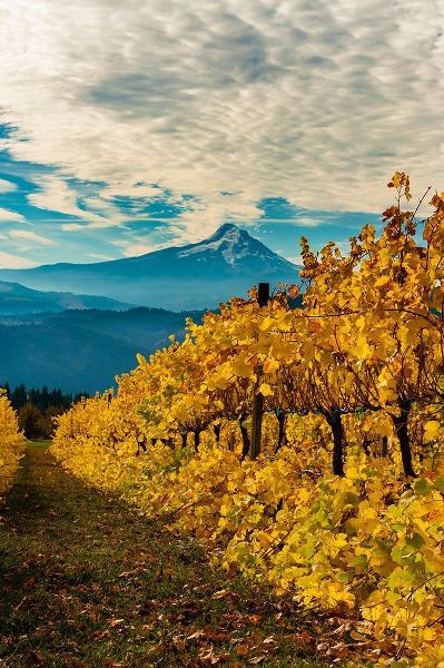 Morning light on the changing fall colors of a Columbia River Gorge vineyard